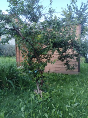 Коллективный сад номер 7, участок 58 в Североуральске - severouralsk.yutvil.ru - фото 28 Коллективный сад номер 7, участок 58 в Североуральске - severouralsk.yutvil.ru - фото 28