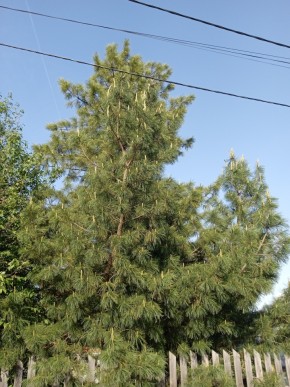 ул. Полынная,29 в Североуральске - severouralsk.yutvil.ru - фото 18